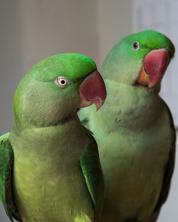 Two Alexandrine parakeets