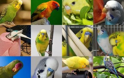 Budgerigar colors and their variety (Photo album)