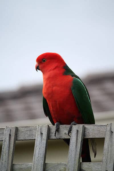 Australian king parrot sitting on a fence.