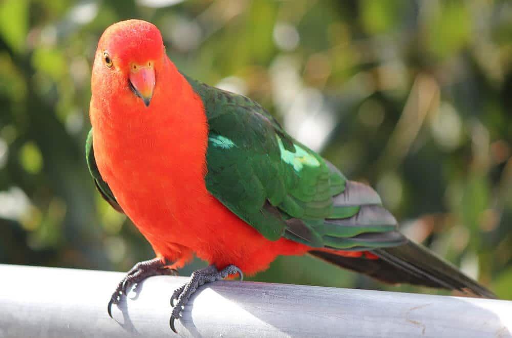 Australian King Parrot – The bigger budgie
