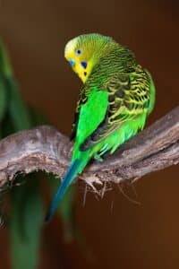 Australian Parakeet sitting on a branch.