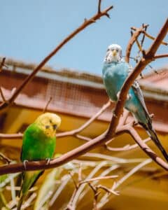 Photo of two australian parrots.