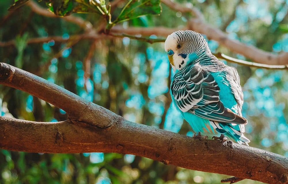 Blue and white Australian parakeet.