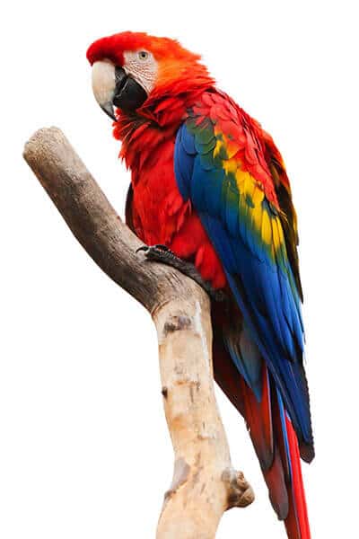 Colorful ara makaw parrot.