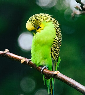 Yellow Australian parakeet