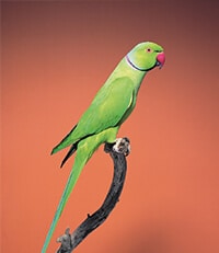 Indian ring necked parrot sitting on a branch