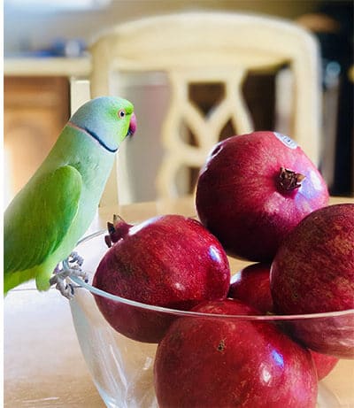 Indian ring-necked parakeet sitting on a bowl of fruits.