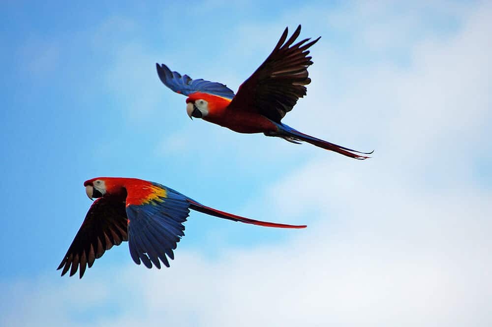 Two makaw parrots in wild.