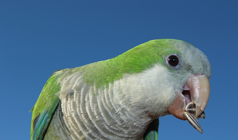 Monk parakeet eating seeds.