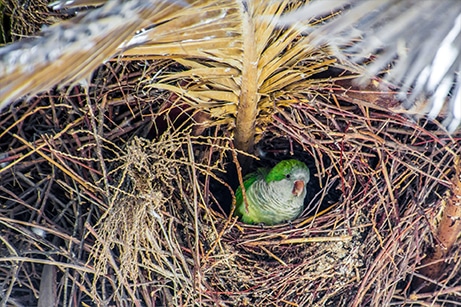 Monk parakeets nest