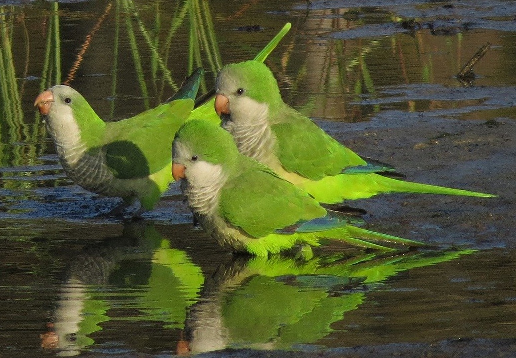 Monk parakeets in wildness