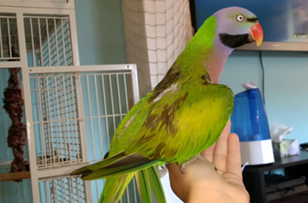 Moustached parakeet standing on hand.