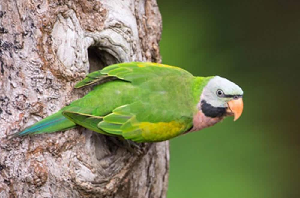 A monk parakeet sitting on a tree.