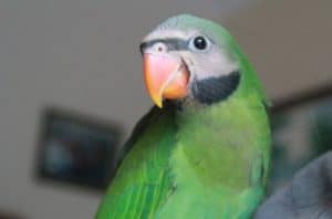 The Moustache Parakeet: Meet this clever pet parrot | The Perruches