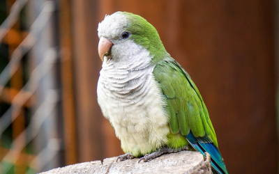 Discover Monk Parakeets: Charming Personalities & Essentials