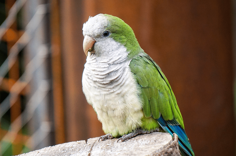 The Monk Parakeet | All you need to know about this lovely tiny bird