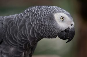 An african grey parrot.
