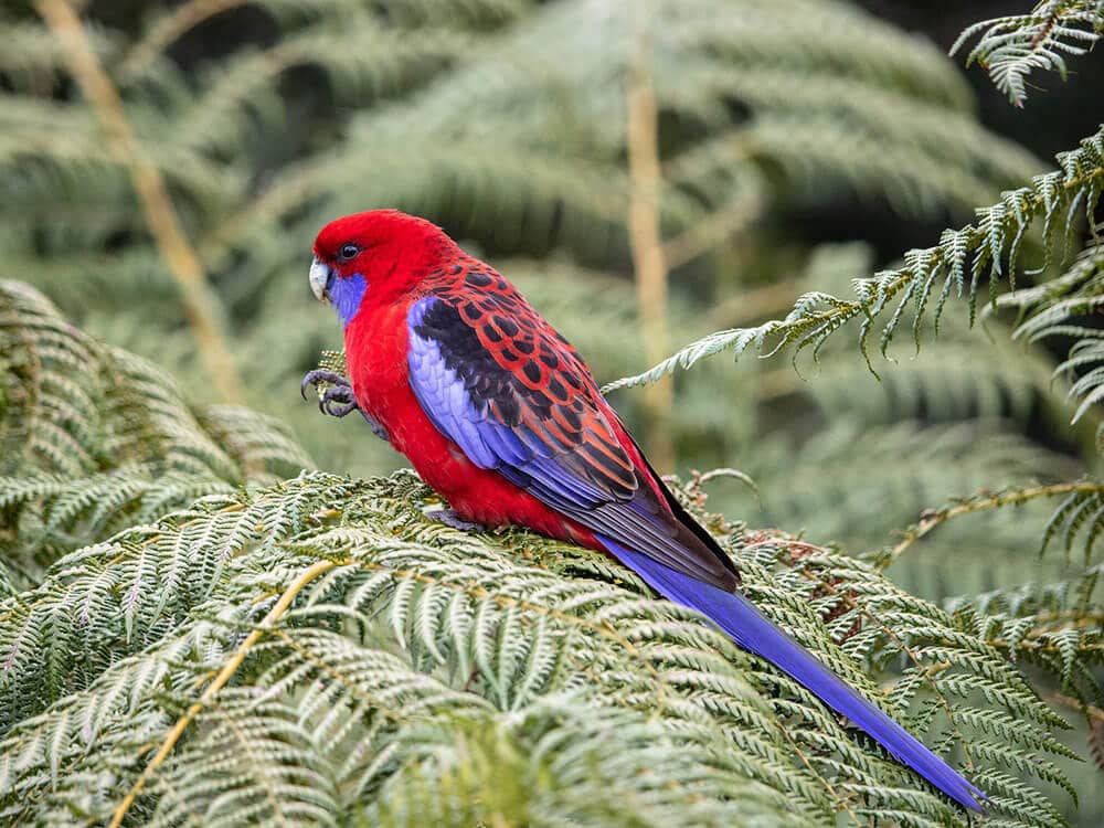 A beautiful Crimson Rosella