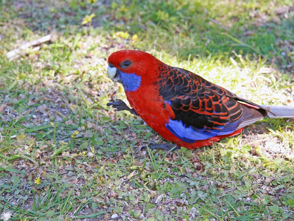 Red and blue Crimson Rosella.