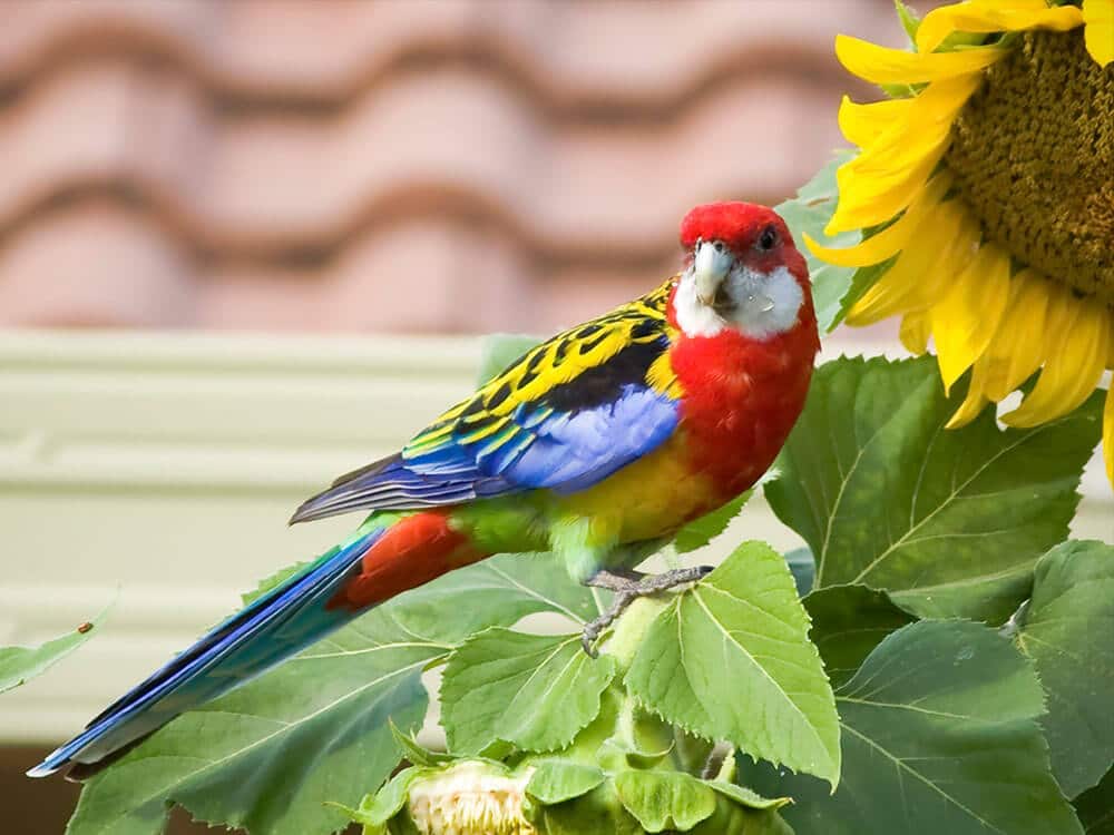 Eastern Rosella eating sun-flower seeds.