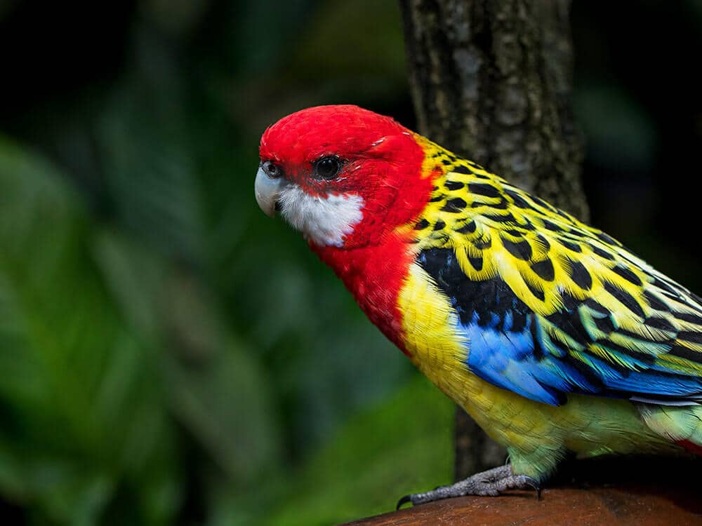 A beautifully colored Easter Rosella.