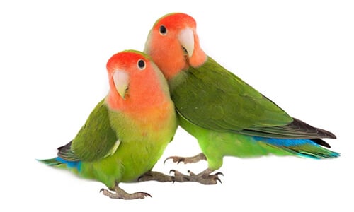 Two baby lovebirds