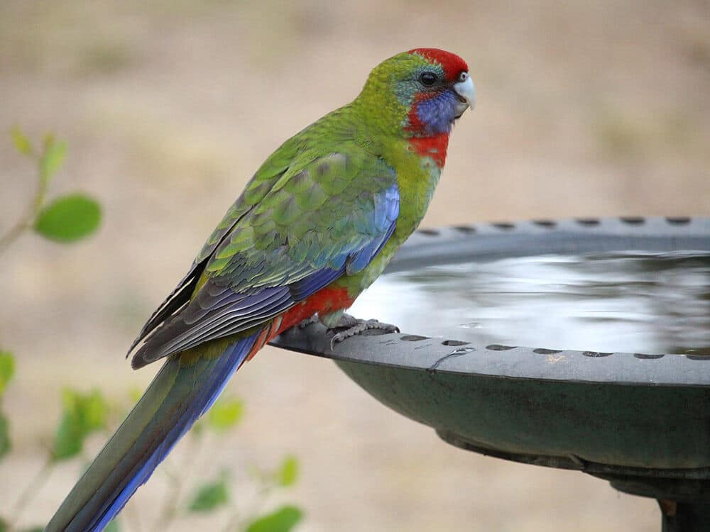 Green Rosella sitting on a water fountain.
