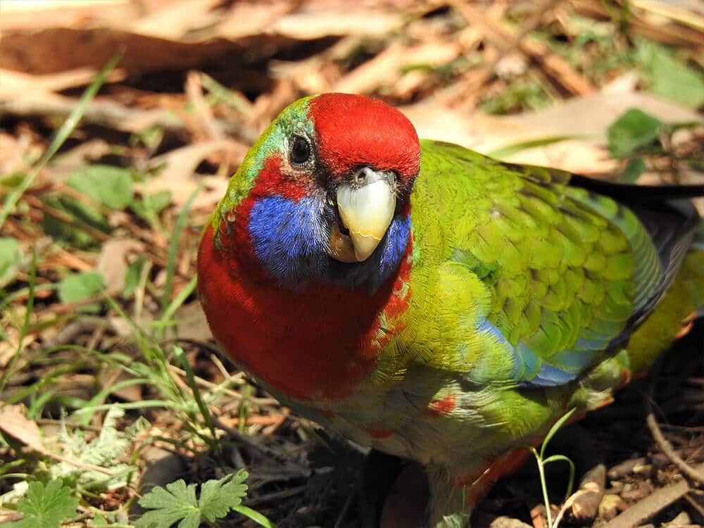 A colorful Rosella.