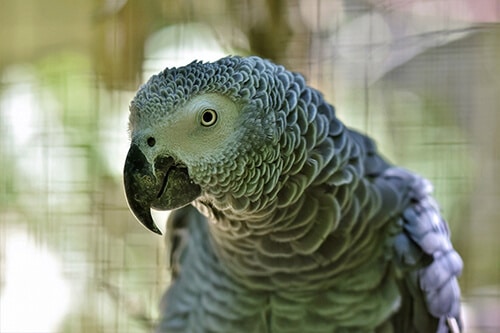 Grey african parrot