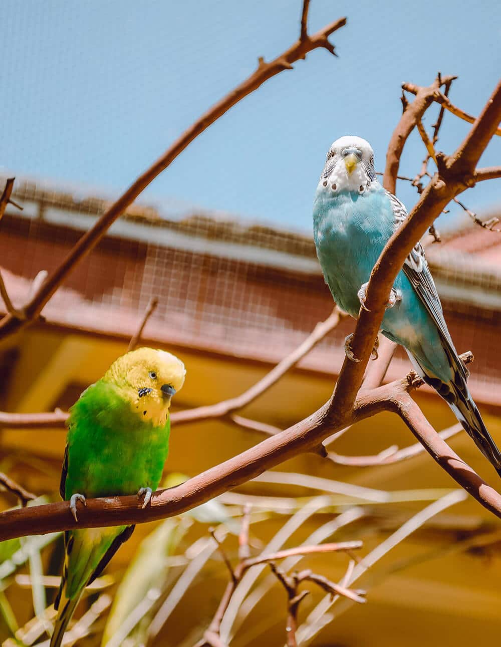 Two budgie. One yellow and the other one blue. Both stay on a branch and look's happy.