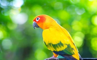 Lovebird Parrot – The pocket parrot
