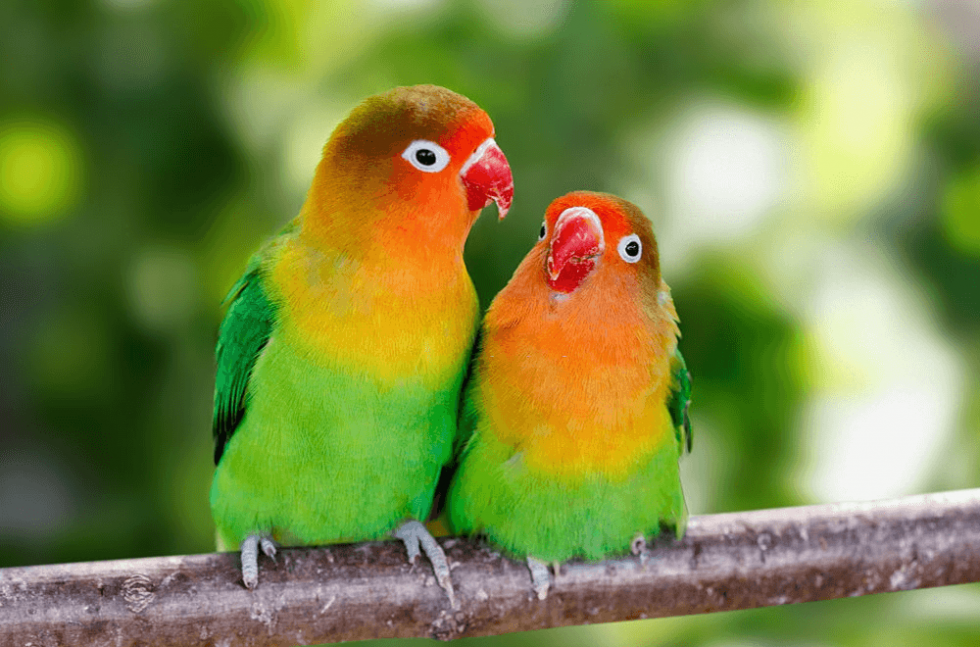 Lovebird Parrot Hot Sex Picture 