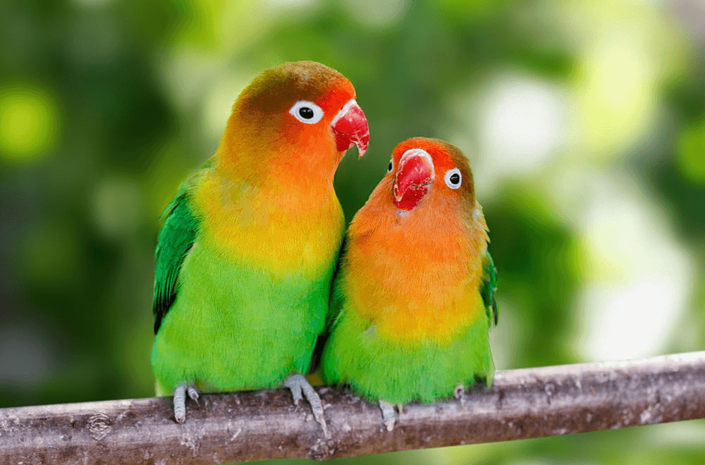 Lovebird with reddish feathers on head.