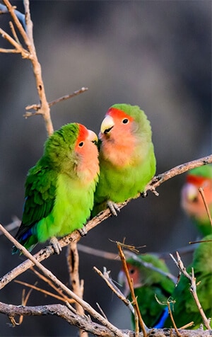 Two lovebird parrots in nature.