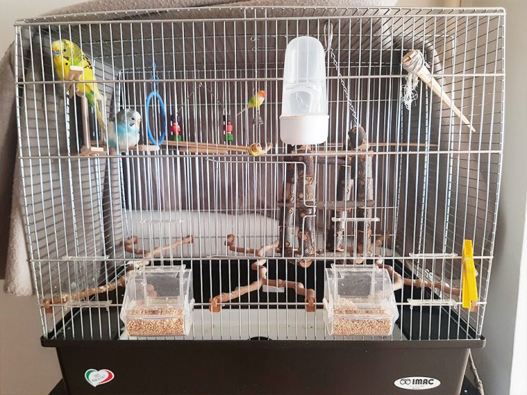 Budgies inside a roomy cage