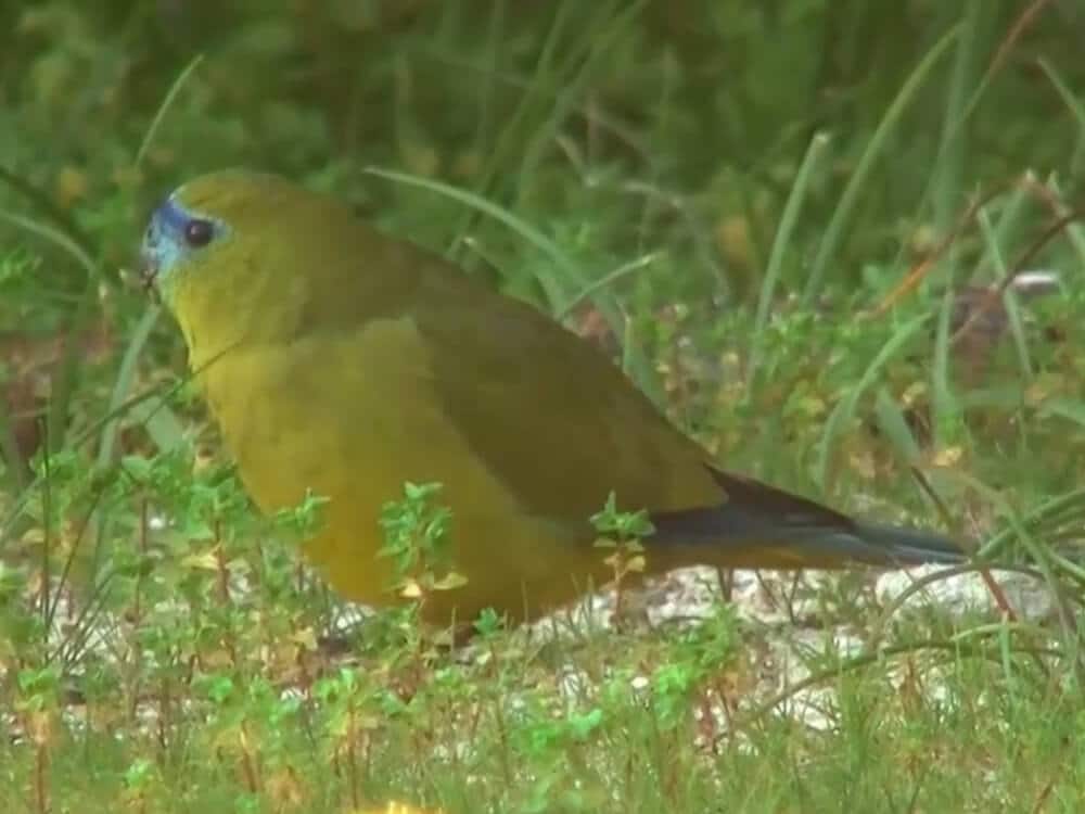 Rock parrot in nature.