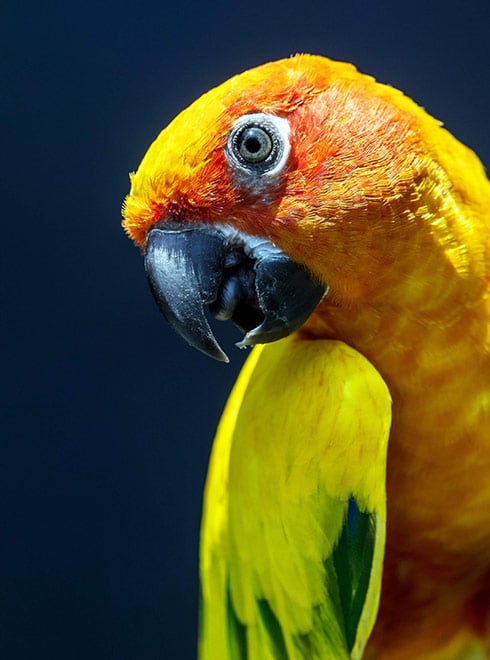 Colorful Sun Conure prrot