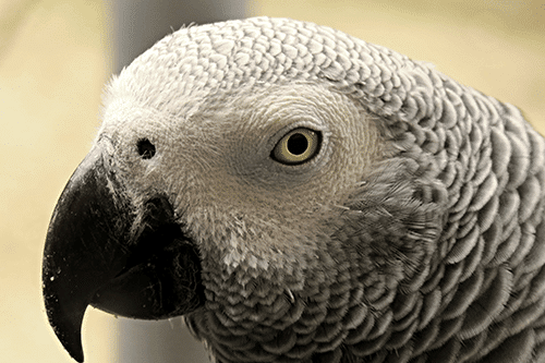 African Grey Parrot