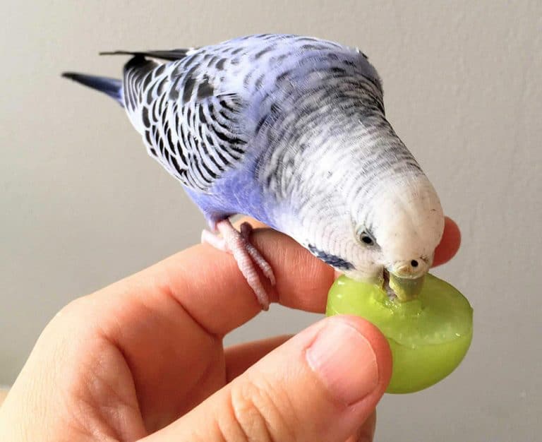 A white budgie eating fruit from a hand