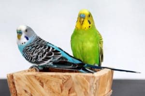 Two budgies sitting on a wooden object.