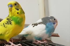 Two budgie sitting on cage. Papoy and Perus.