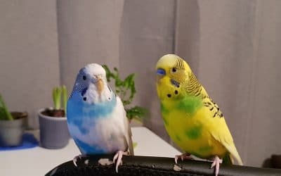 All you need to know about budgies