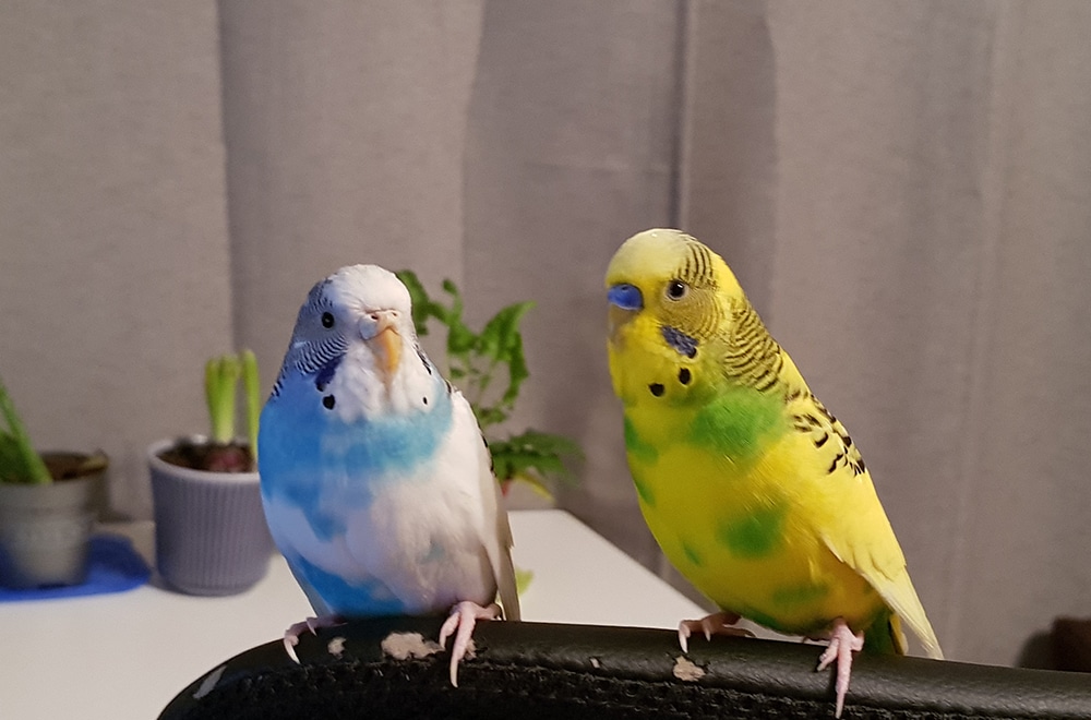 All you need to know about budgies