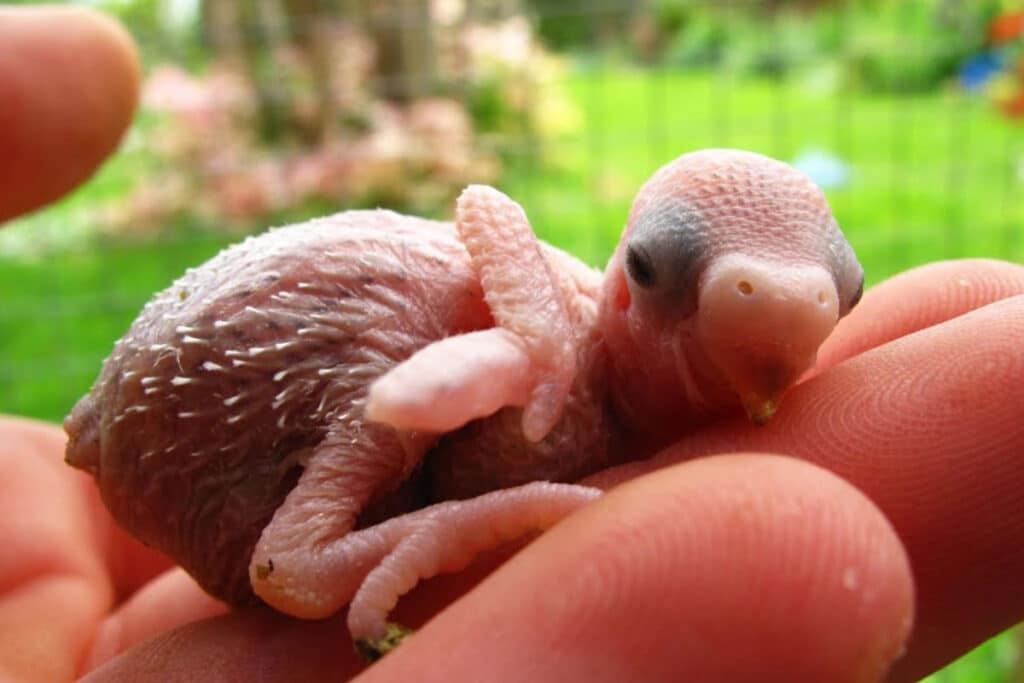 A baby budgie in its first days of life