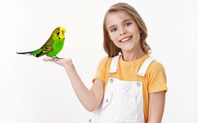 Budgies and Children: How to safely introduce your pet bird to your kids