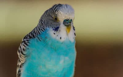 Common Diseases in Budgies: Prevention and management