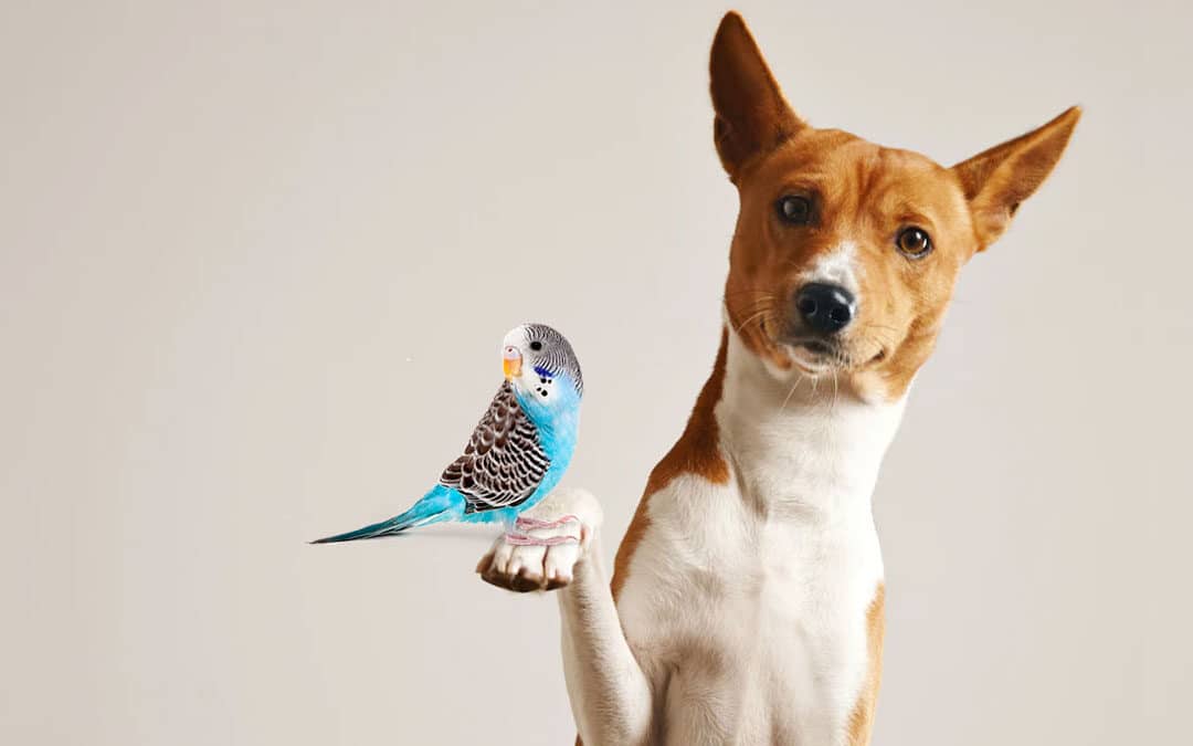 Budgies and Other Pets: How to safely introduce your pet bird to other animals in your home