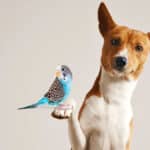 Budgie and a dog.