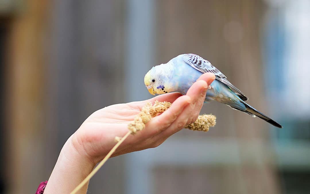 How to Hand-tame your Budgie: Steps and techniques for bonding with your pet