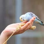 Budgie eating from hand.